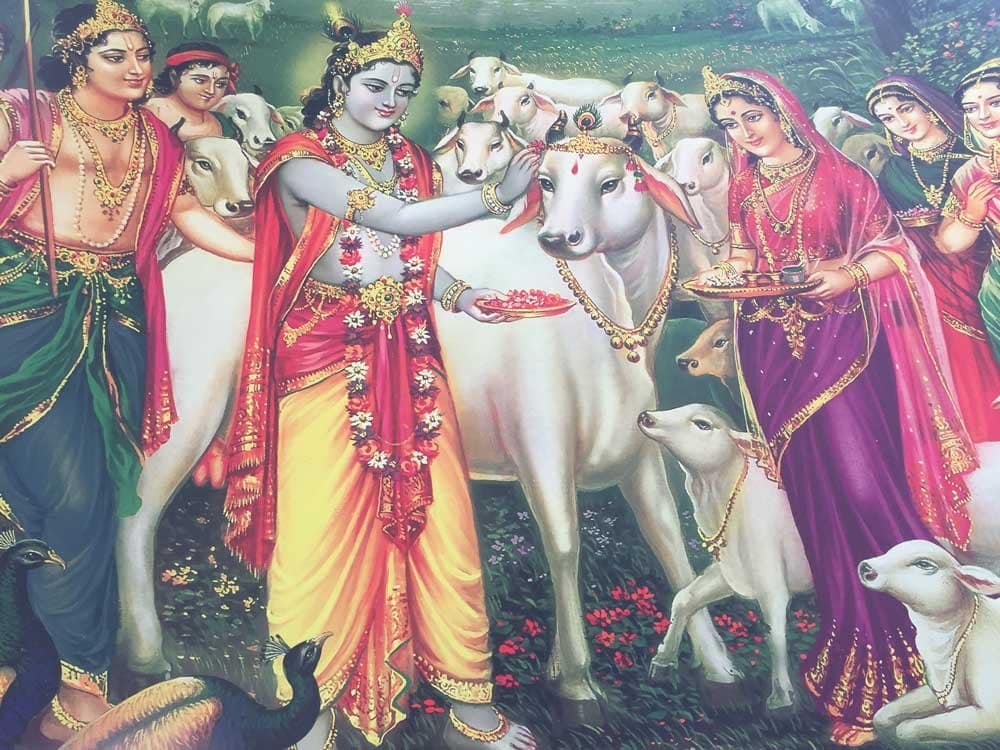 Radha Krishna cuidando vacas