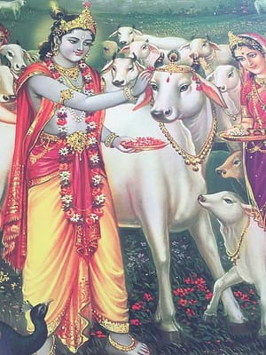 Radha Krishna cuidando vacas